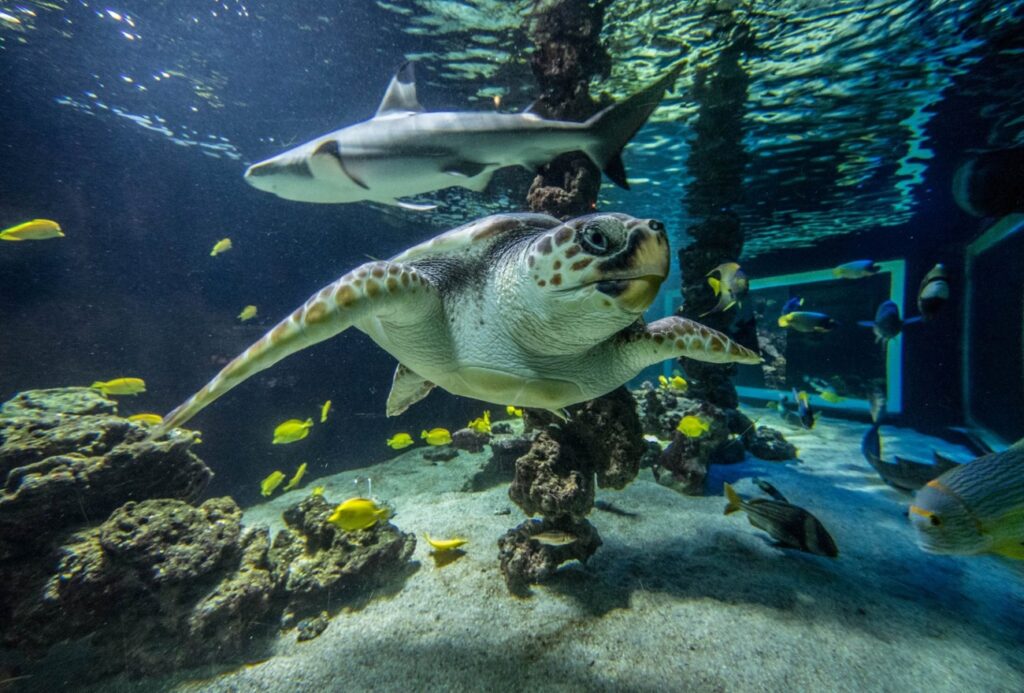 musee-oceanographique-monaco-aquarium